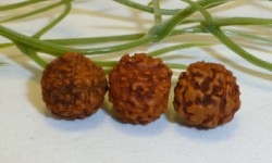 Bild "die Malakette:Rudra-10mm-250_ji.jpg"