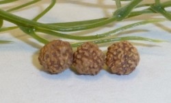 Bild "die Malakette:Rudra-6mm-250_ji.jpg"